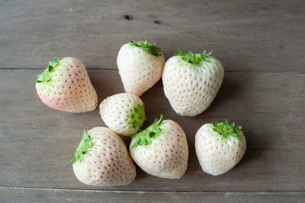 200 White Strawberry Seeds White Pineberry Seeds Made in USA Ships from Iowa, Plantly