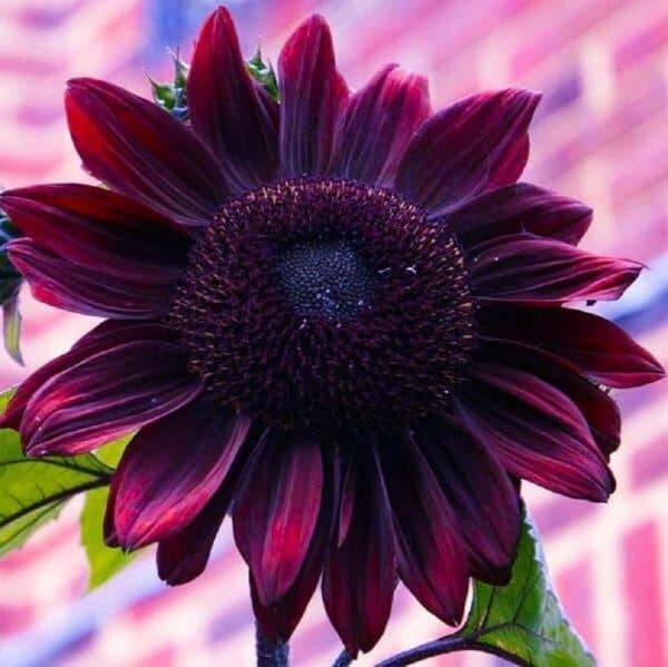 Chocolate Cherry Sunflower Seeds to Plant Exotic Heirloom &amp; Non-GMO Chocolate Cherry Sunflowers, Plantly