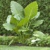 1 Giant Elephant Ears Bulb for Planting Grow Giant Tropical Colocasia Made in USA