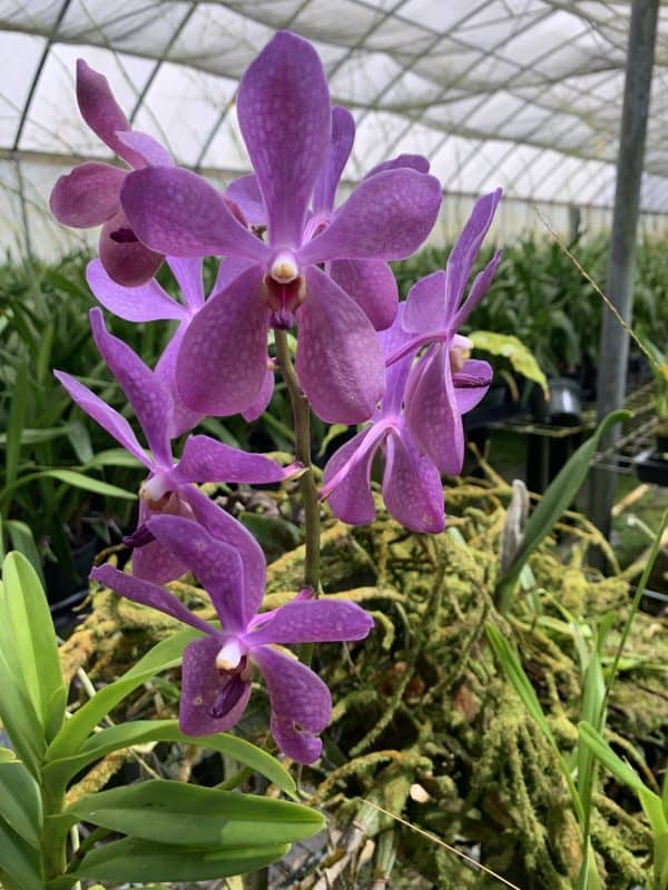 Aranda Blue Giant Orchid Comes in a 2&#8243; Pot, Plantly