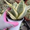 sansevieria dwarf laurentii
