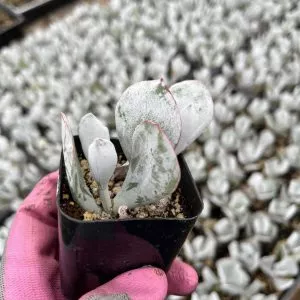 Hoya Krimson Queen Plant Care, Plantly