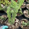 Euphorbia kibwezensis