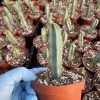 Myrtillocactus Geometrizans---Blue Myrtle Cactus