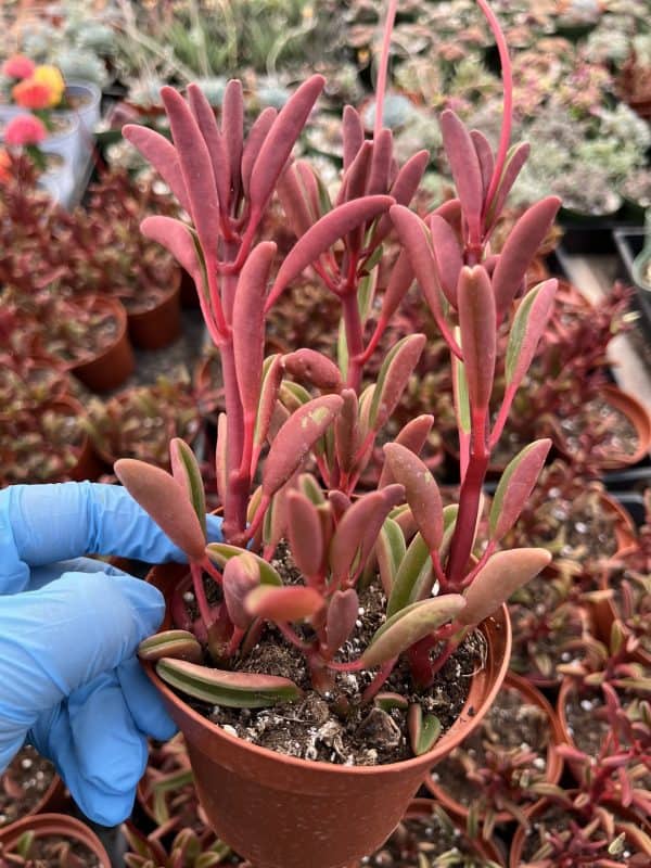 Peperomia graveolens &#8211; Ruby Glow, Plantly