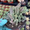 Huernia zebrina---Lifesaver Plant