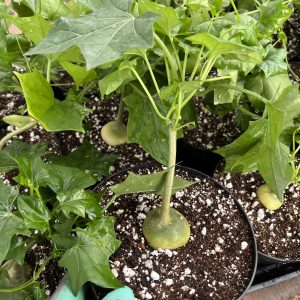 Gerrardanthus macrorhizus—Bigfoot Gerrardanthus macrorhizus---Bigfoot