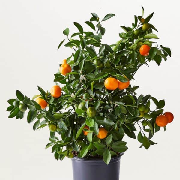 Calamondin Citrus &#8211; Calamansi Hardy Citrus &#8211; Indoor &amp; Out, Plantly
