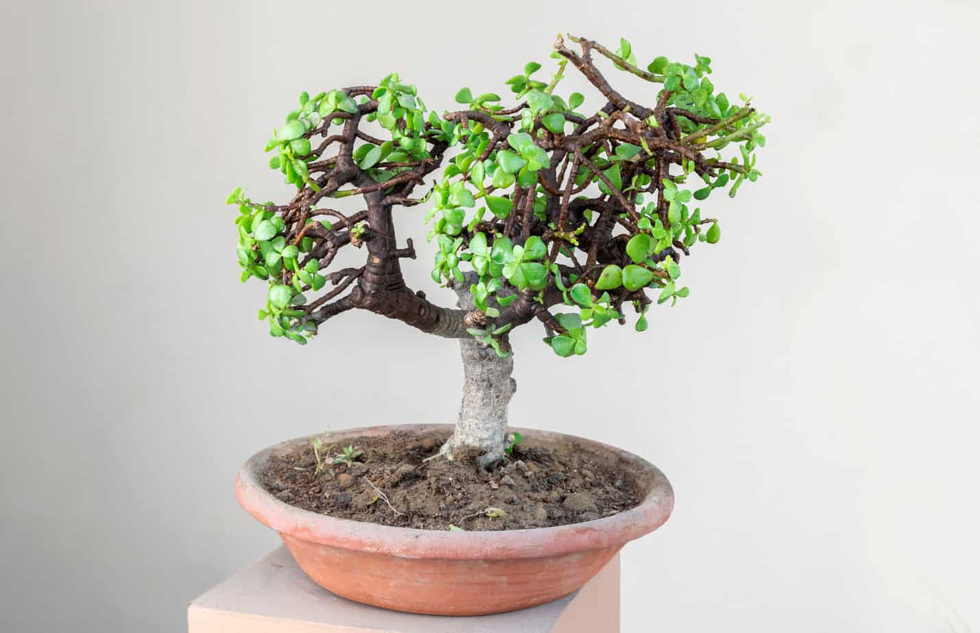 Jade plant bonsai