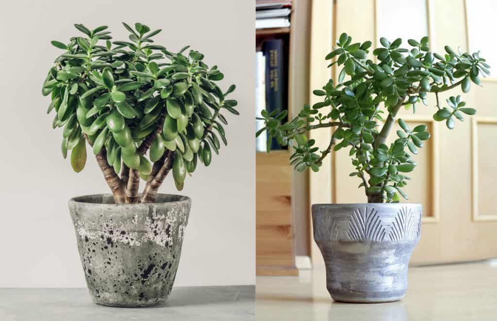 9 Best Feng Shui Plants For Your Home Plantly