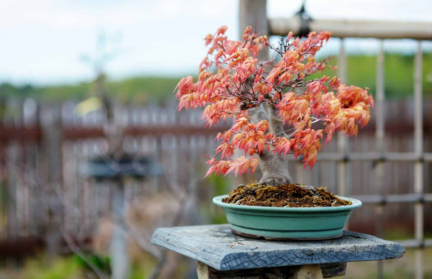 Japanese red maple bonsai 