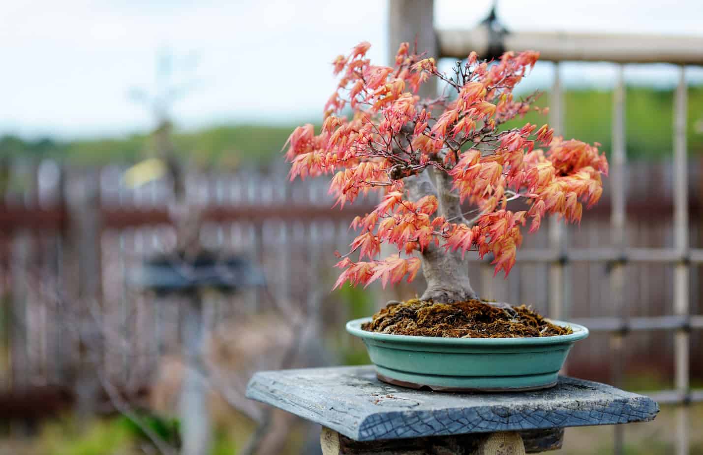 Japanese red maple bonsai tree