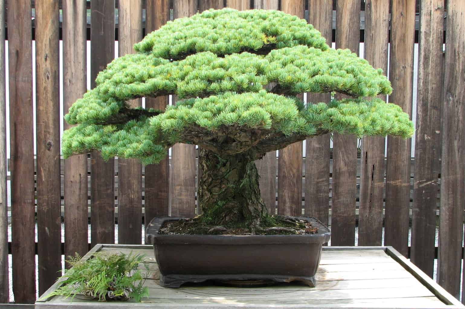 japanese white pine bonsai