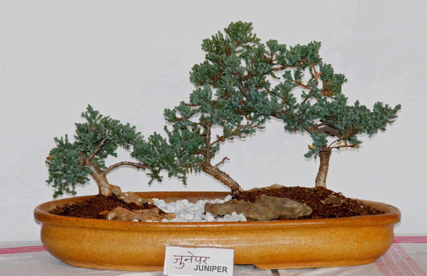 How Long Do Bonsai Trees Take To Grow? Plantly