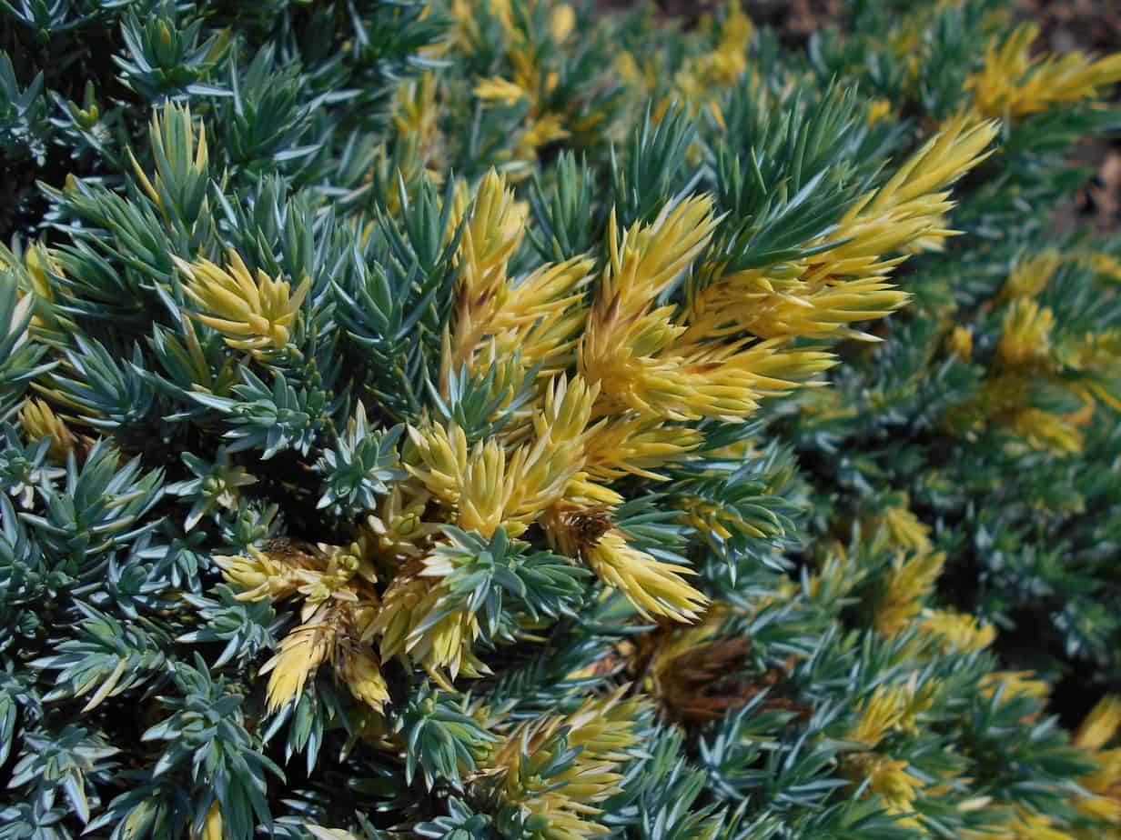 Juniperus squamata 'Floreant'