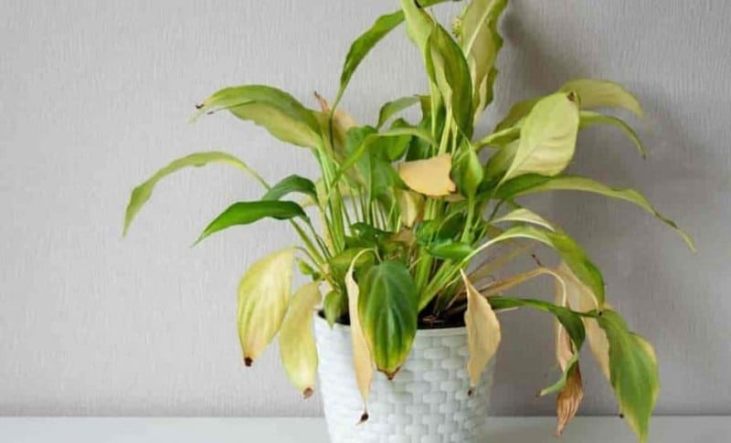 yellowleaves peace lily