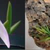 Easy to grow | Mounted Leptospirosis orchids | Live orchids | Indoor live plants | Topical life | Rare houseplants