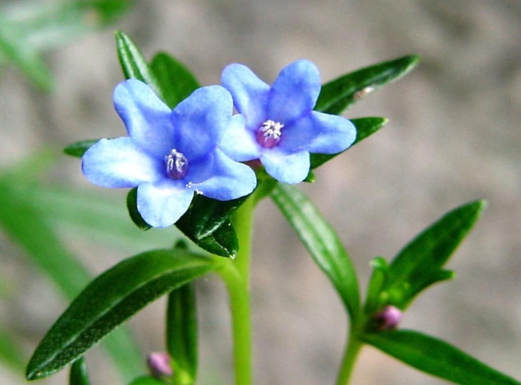 Lithodora temperature and humidity requirement
