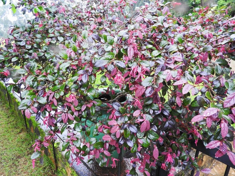 loropetalum lighting condition