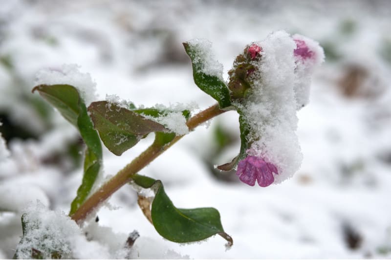 lungwort in winter