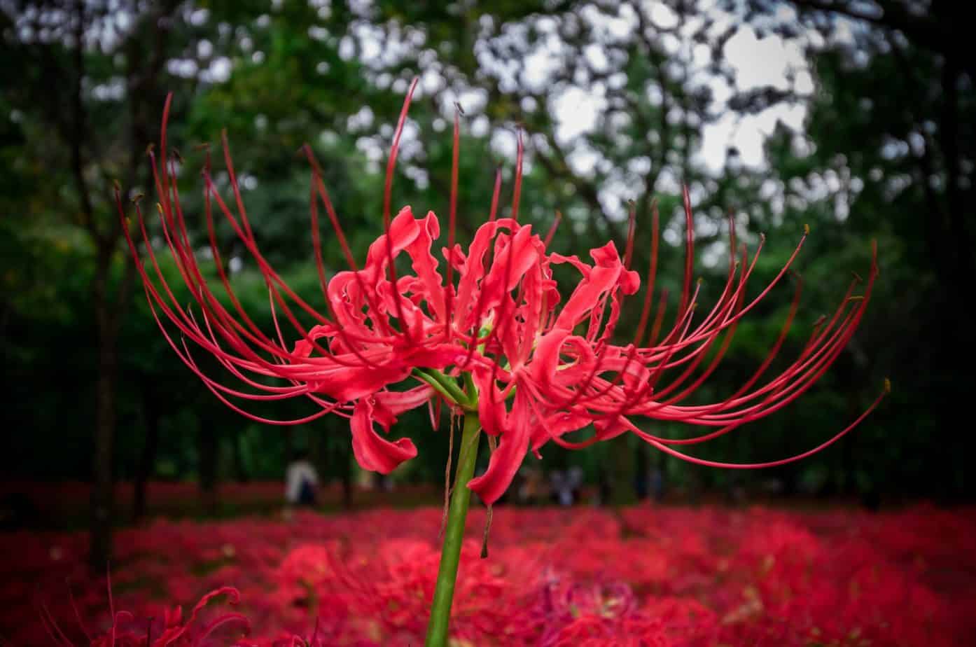 Spider Lily Care & Growing Guide Plantly