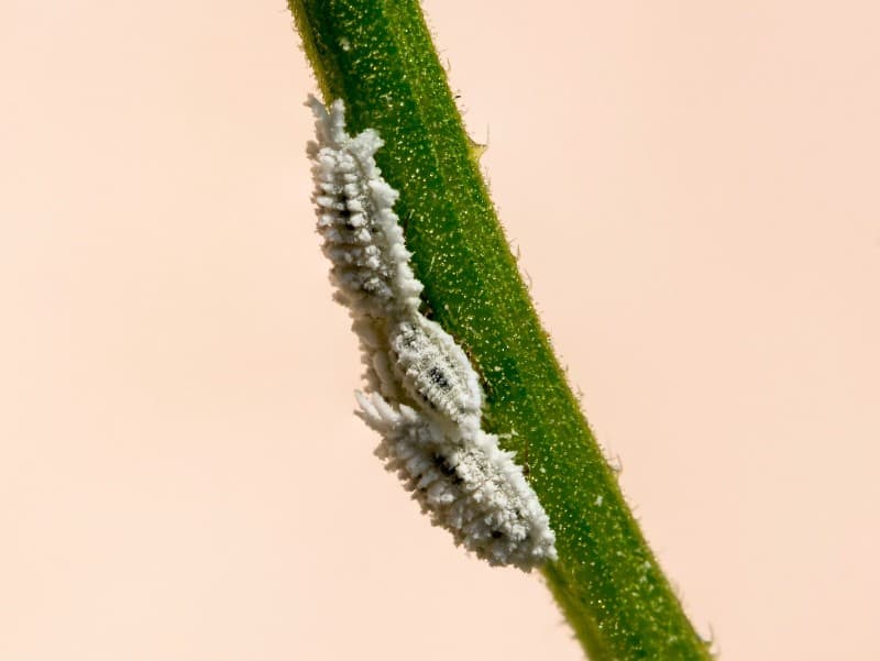 mealybug