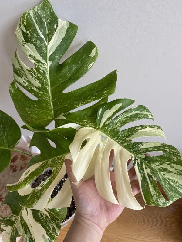 Monstera Albo 6.5 inch pot / US seller / FREE SHIPPING, Plantly