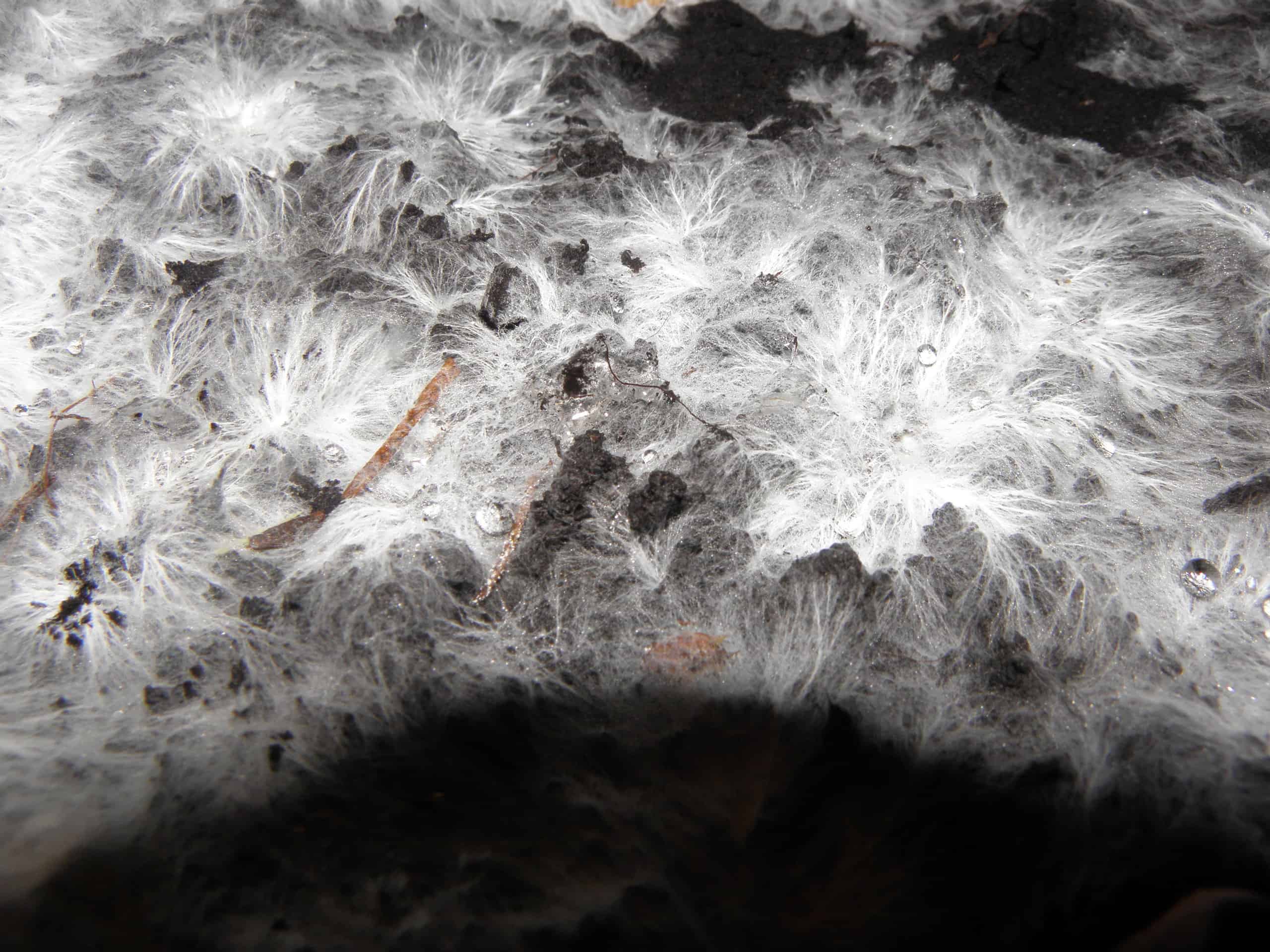 Mycelium fungi