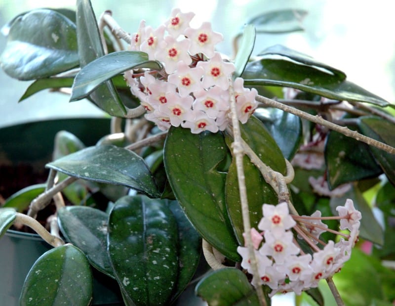 hoya carnosa plant