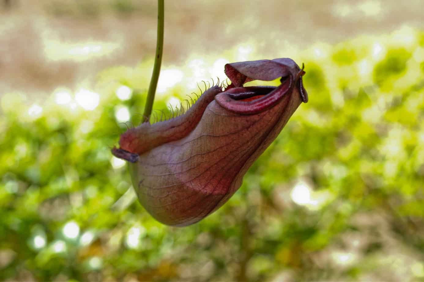 Nepenthes izumiae