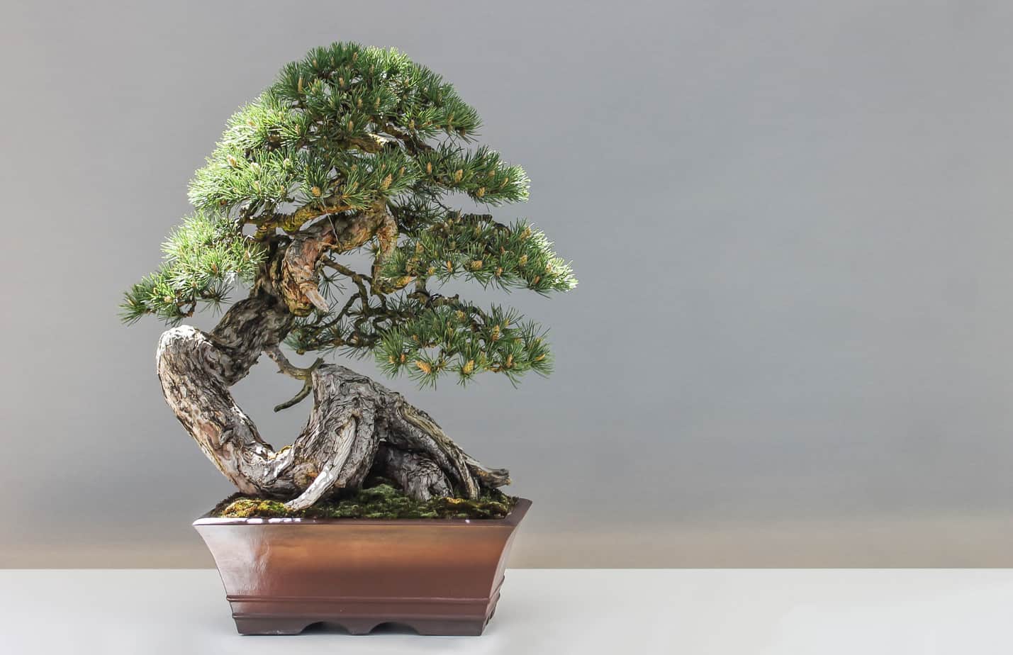 Norfolk Island pine bonsai tree