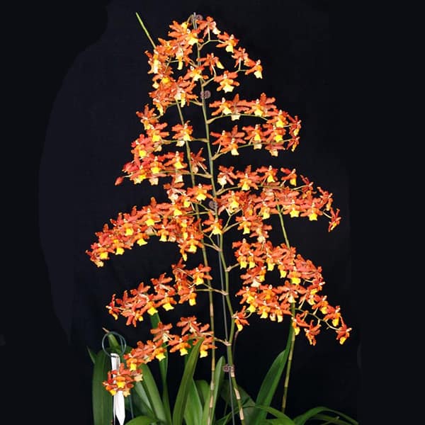 Odontocidium Sunny Daze &#8216;Hilo Bay&#8217; #102- orchid- oncidium- orchids, Plantly