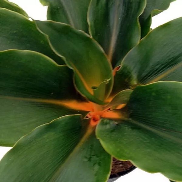 Orange Mandarin Spider Plant | Chlorophytum | 6" | Plantly