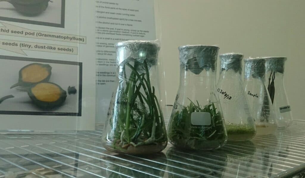 Growing Orchids From Seeds Plantly