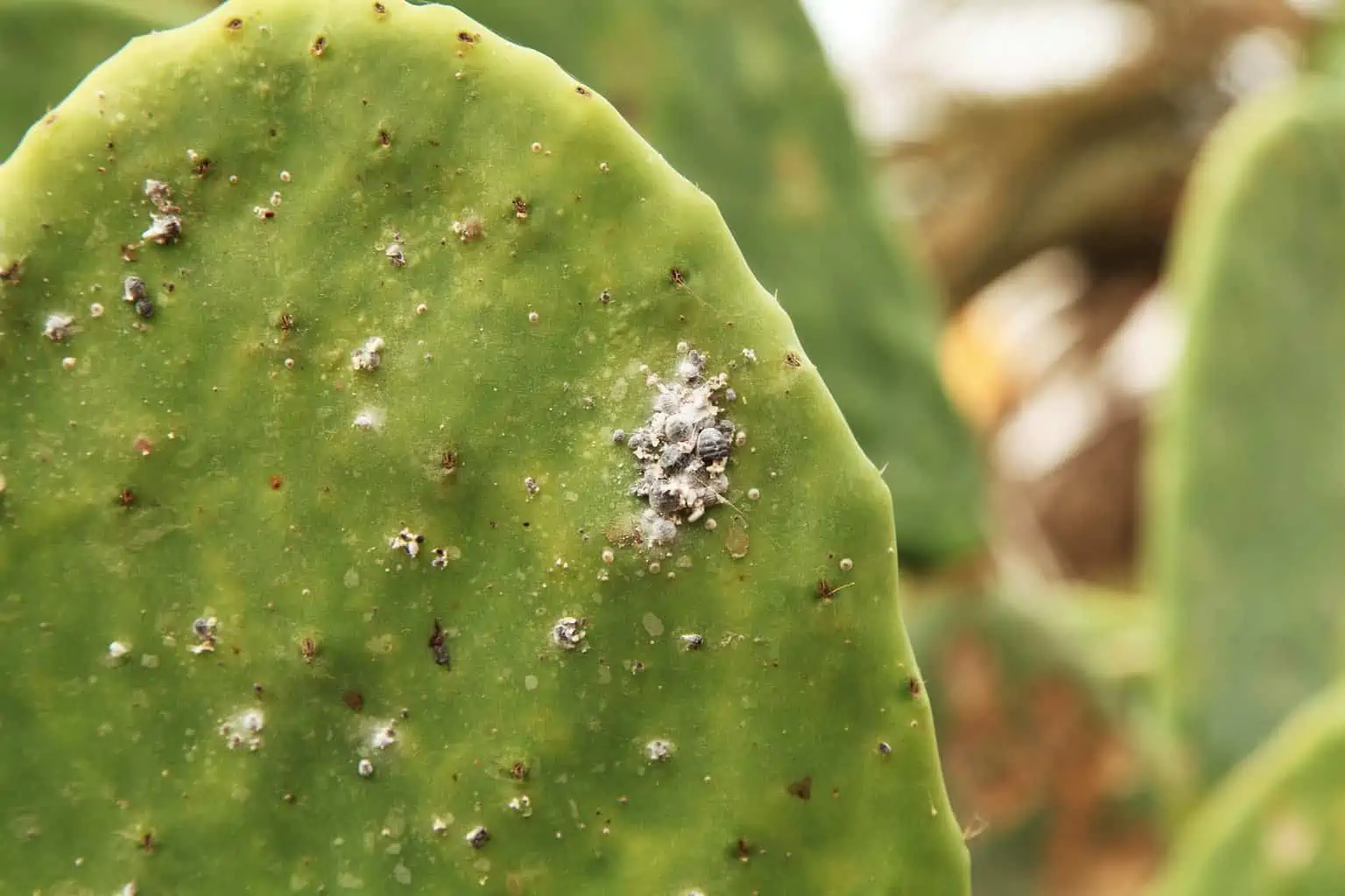 how-to-treat-black-spots-on-cactus-plantly