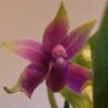 Live orchid plants | Phalaenopsis orchids | Mounted orchids | Rare houseplants | Plant lover gift