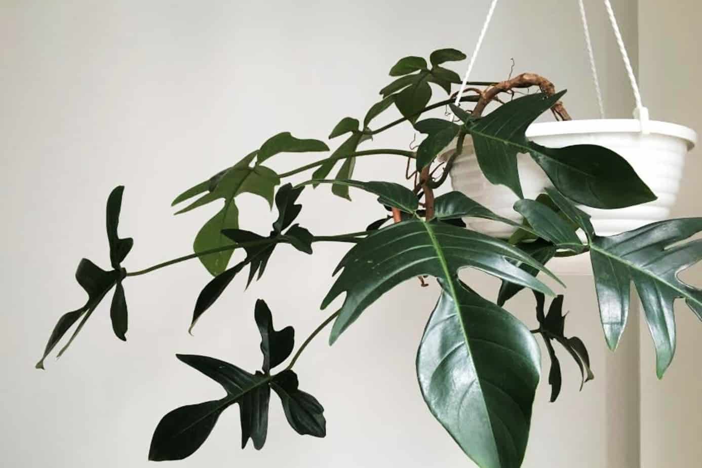 Philodendron pedatum 