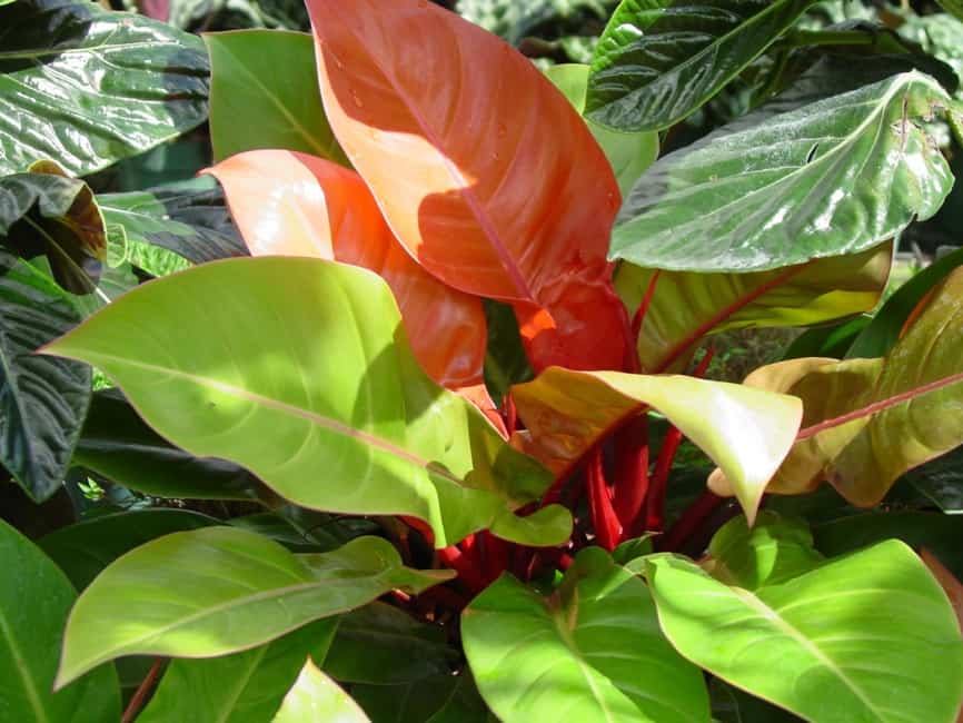 philodendron prince of orange lighting requirement