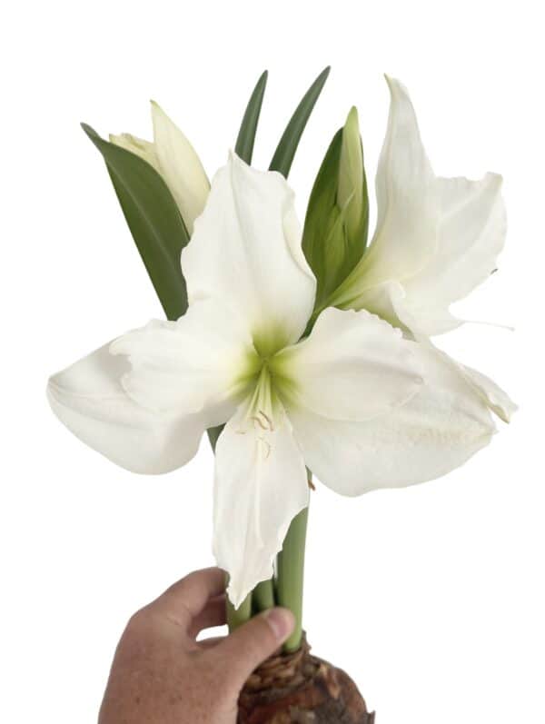 Amaryllis Bulb &#8211; White, Plantly