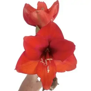 Amaryllis Bulb - Red