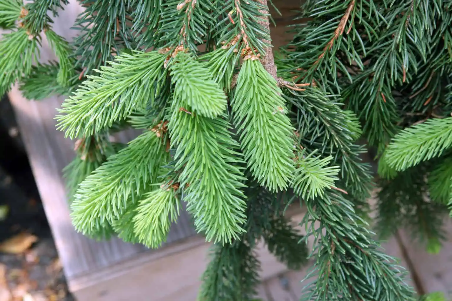 Weeping Norway Spruce Care Plantly