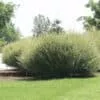 Salix Hybrid Willow Bush Cuttings - Fast Growing Privacy Shade Trees - Easy starts 8-12