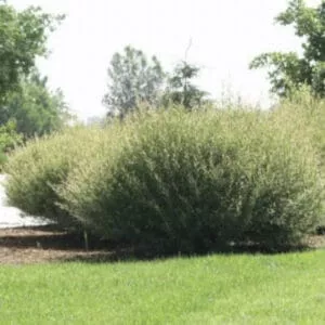 Salix Hybrid Willow Bush Cuttings - Fast Growing Privacy Shade Trees - Easy starts 8-12"
