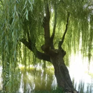 Weeping Willow Tree Cuttings - Easy starts 8-12"