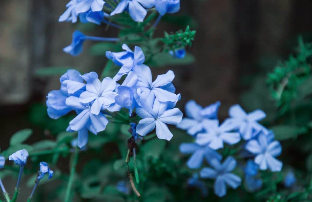Blue Plumbago Plant Care And Tips Plantly