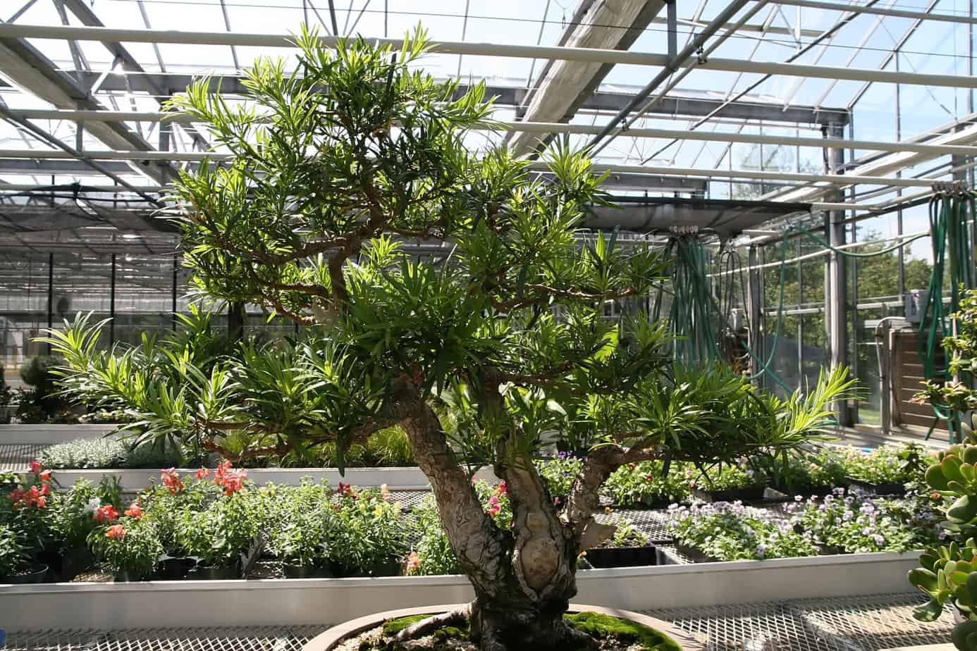 Buddhist pine bonsai
