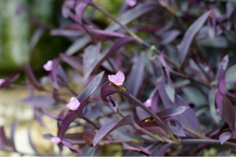 Purple Heart Plant Care Tradescantia Pallida Plantly