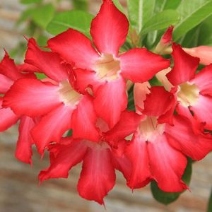 Desert Rose - Adenium Obesum - 4" pot live plant