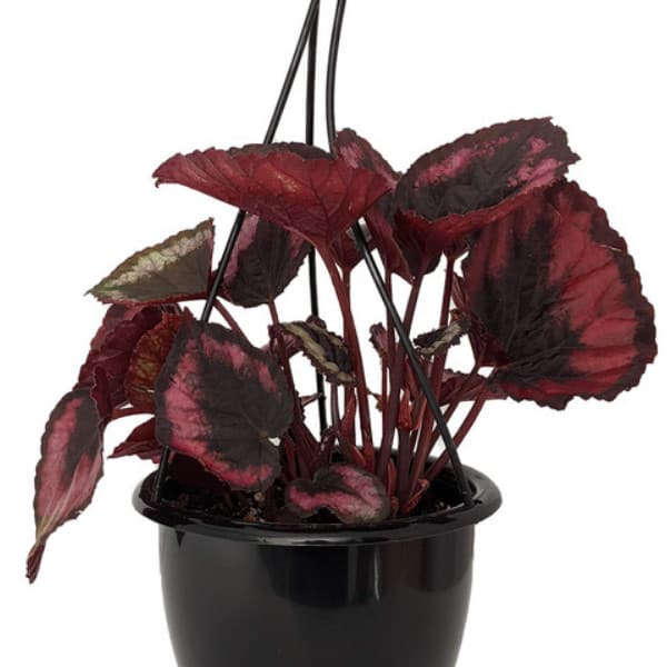 Buy Red Kiss Rex Begonia Plant | Indoor Plant | Plantly