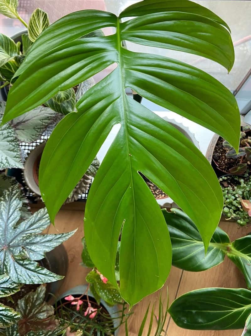 rhaphidophora decursiva moss pole